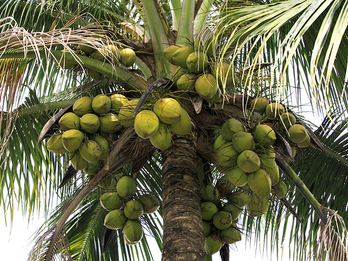 Coconut Retailers in Kerala Hit by Rising Price